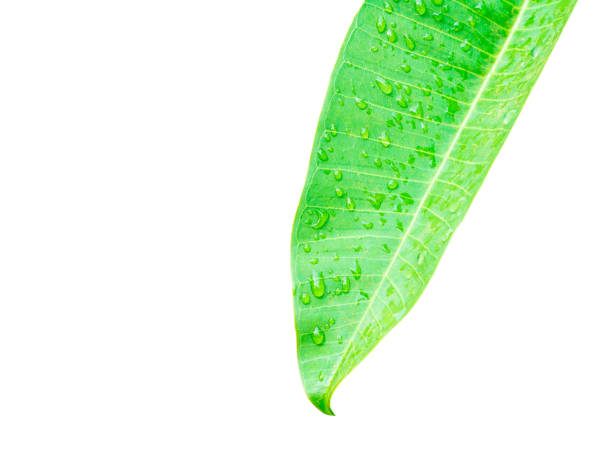 istock water drop on leaf green  isolated on white background and clipping path with copy space add text 945427842