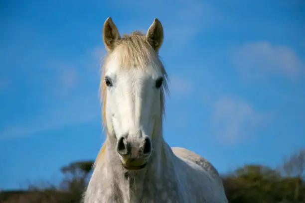 White horse, mare  looking directly at the camera  with blue sky and white wispy clouds in the background