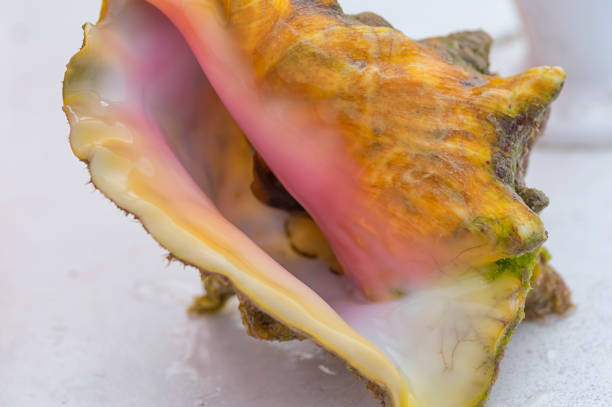 istock A large sea shell with a mollusk inside against a white deck of 945434322