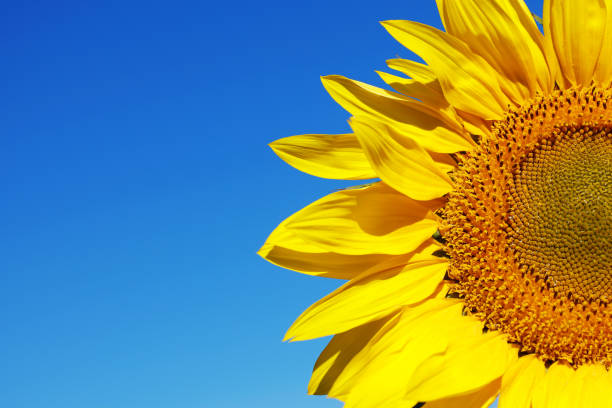 A DSLR close-up photo of a beautiful sunflower. Blue sky background, space for copy.