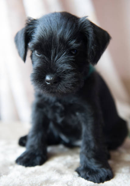 istock Miniature Schnauzer puppy 945435422