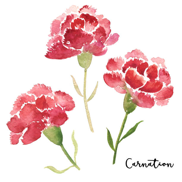 ilustrações de stock, clip art, desenhos animados e ícones de three sketch style watercolor carnation flowers - caryophyllaceae