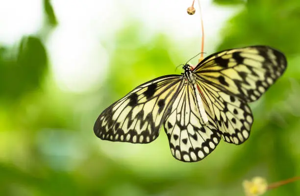 Beautiful butterfly Paper Kite, Idea leuconoe in tropical forest sitting on green leaves. Tropical nature of rain forest, butterfly insect macro photography.