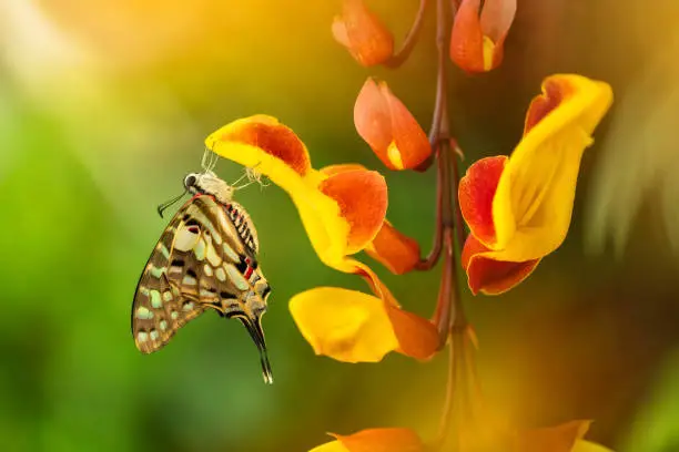 Beautiful butterfly Papilio pilumnus in tropical forest sitting on blossom. Tropical nature of rain forest, butterfly insect macro photography.