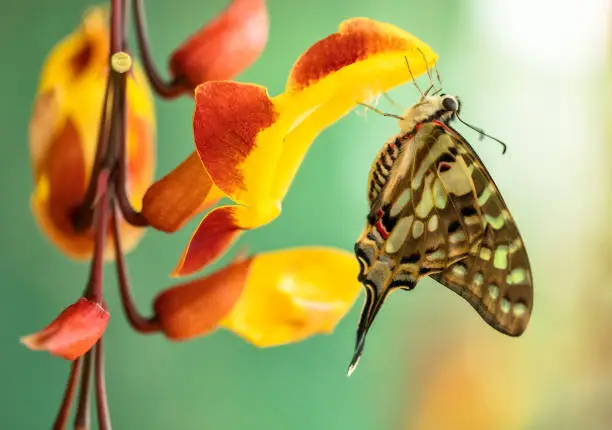 Beautiful butterfly Papilio pilumnus in tropical forest sitting on blossom. Tropical nature of rain forest, butterfly insect macro photography.