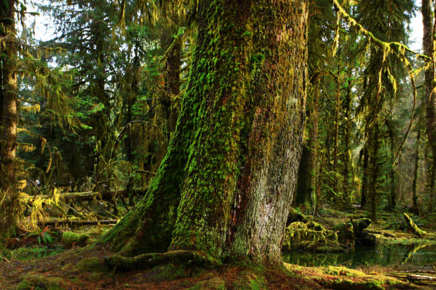 istock Pacific Northwest rainforest and Sitka spruce trees 945439238