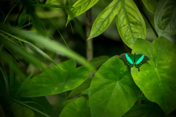 Beautiful butterfly swallowtail buterfly, Papilio palinurus in tropical forest sitting on green leaves. Tropical nature of rain forest, butterfly insect macro photography.