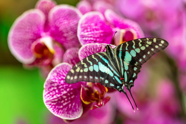 istock Beautiful butterfly Tailed jay, Graphium agamemnon, in tropical forest 945439392