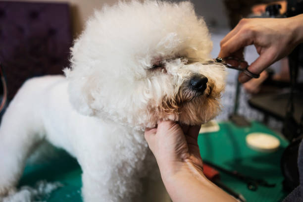 istock Dog at grooming salon 945439402