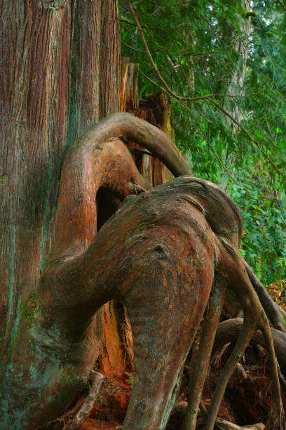 istock Pacific Northwest rainforest and Western red cedar trees 945439612
