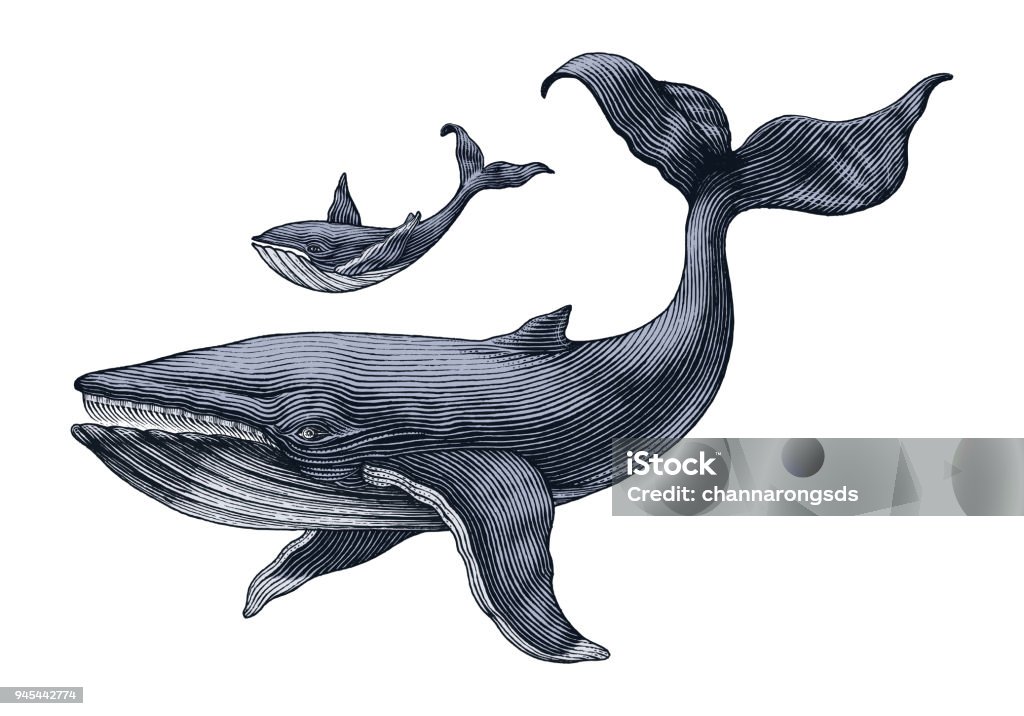 Big whale and little whale hand drawing vintage engraving illustration Whale stock vector