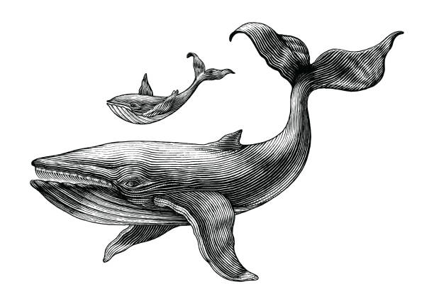 큰 고래 작은 고래 손 조각 그림 그리기 빈티지 - 에칭 stock illustrations