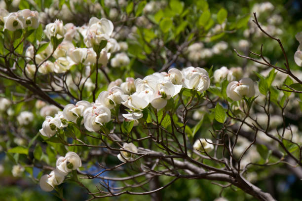 istock Flower of Cornus florida which began to bloom 945442832