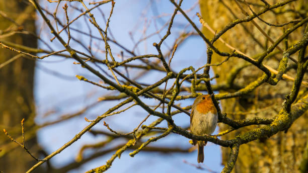 istock Germany, Sunset light shining on a little robin redbreast sitting on a tree 945447238