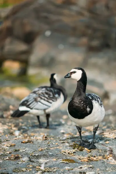 Two Barnacle Geese Or Branta Leucopsis, The Wild Sea Northern Birds With White Black And Gray Plumage Standing On Rocking Surface In Helsinki, Finland. Copyspace.