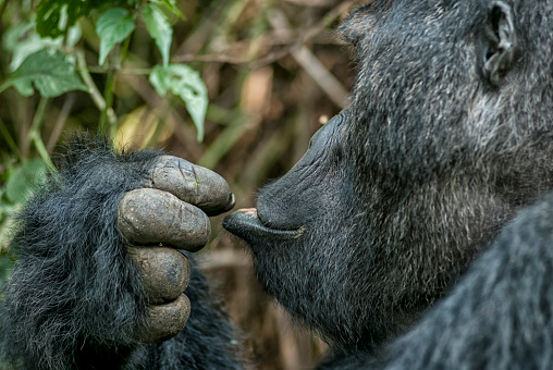 Close-up portrait of a feeding Silverback (dominant male)  Eastern Lowland Gorilla (gorilla beringei graueri).  Location: Kahuzi Biega National Park, South Kivu, DR Congo, Africa. Shot in wildlife.