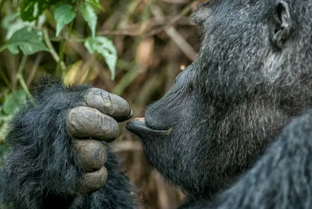 Photo of Portrait of a Silverback Eastern Lowland Gorilla, wildlife shot, Congo