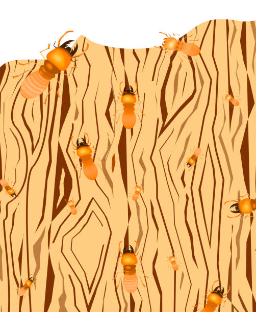 termite mit weichem holz rücken geschliffen, cartoon-stil, insekt-vektor-illustration. - ant underground animal nest insect stock-grafiken, -clipart, -cartoons und -symbole