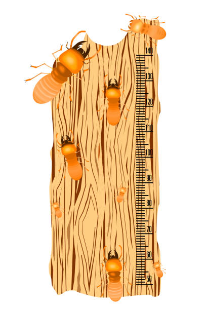kinder höhe diagramm mit termiten auf weichem holz rücken geschliffen, cartoon-stil, insekt-vektor-illustration. - ant underground animal nest insect stock-grafiken, -clipart, -cartoons und -symbole