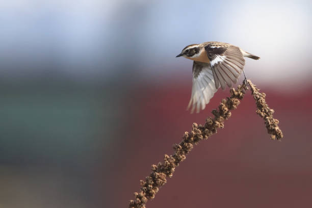 braunkehlchen / cartaxo-nortenho - whinchat - fotografias e filmes do acervo