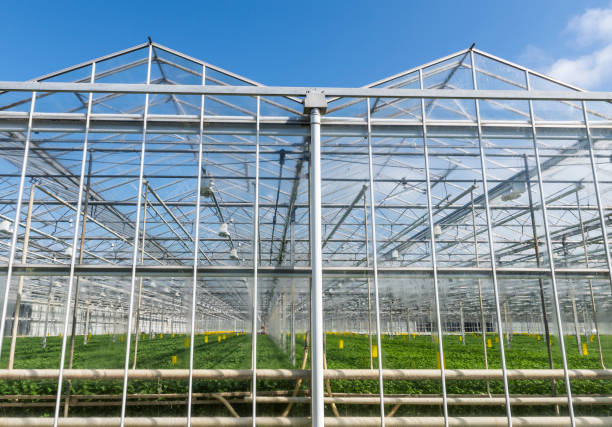istock Greenhouses in Netherlands 945467056