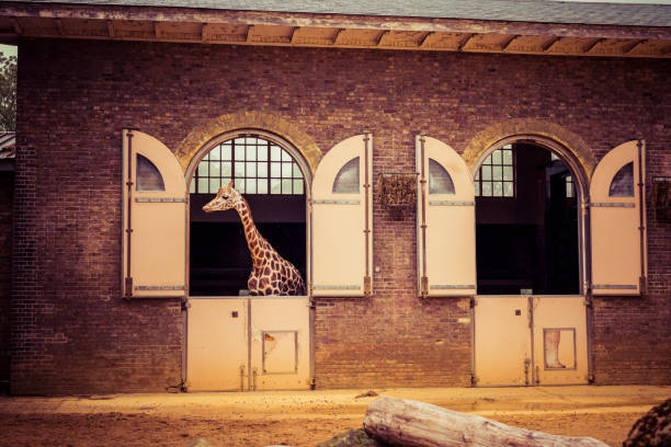 istock Giraffe Enjoying the Breeze 945467136