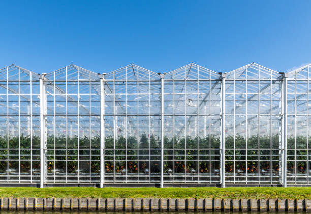 glass houses in holland - greenhouse industry tomato agriculture imagens e fotografias de stock