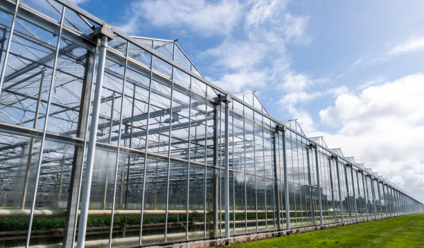 istock Greenhouse in Netherlands 945470156