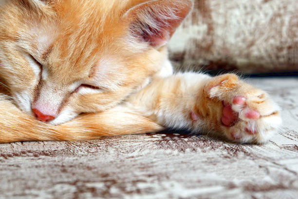 istock ginger cat sleeping on a couch with outstretched paw, close-up 945473374