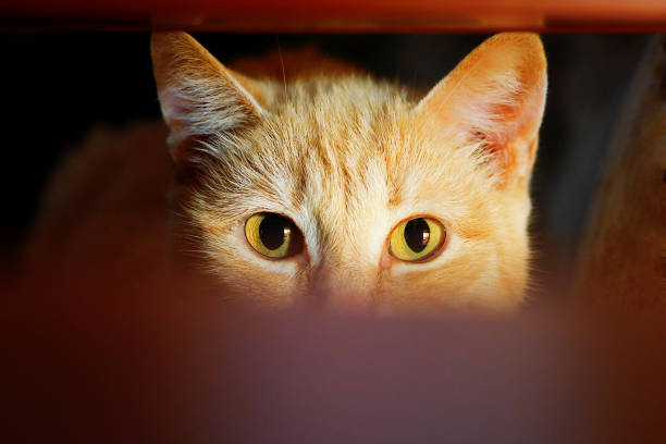 ginger cat secretly looking out from ambush