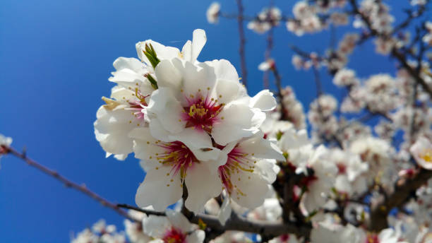 istock apple blossom white flowers and blue sky spring background 945474720