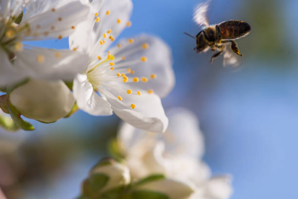 istock Bee on a gentle white flowers of cherry tree - prunus cerasus 945482456