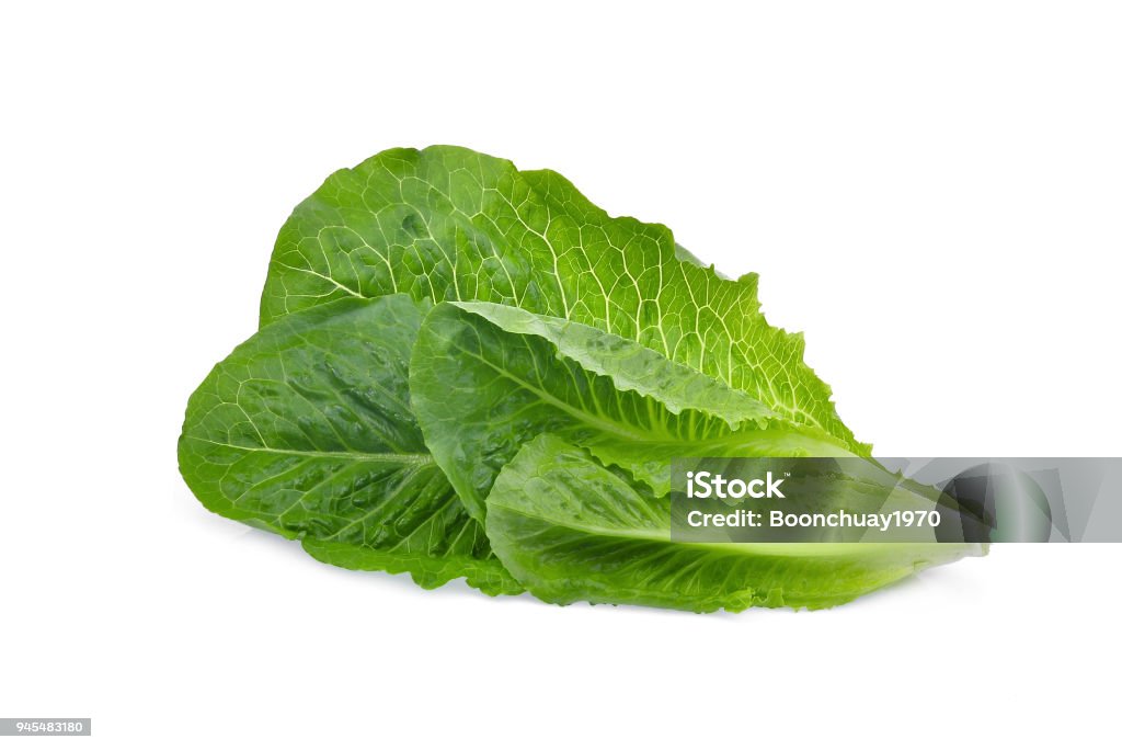 fresh cos lettuce leaf isolated on white background Lettuce Stock Photo