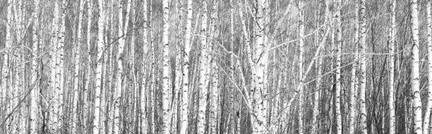istock black-and-white photo of white birches 945483428