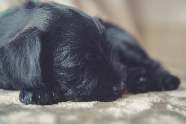 istock Miniature Schnauzer puppy 945483652