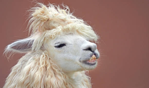 cute chic alpaca hairstyle close up portrait on clean background
