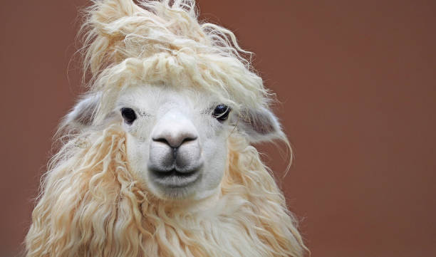 istock cute chic alpaca hairstyle close up portrait on clean background 945487430