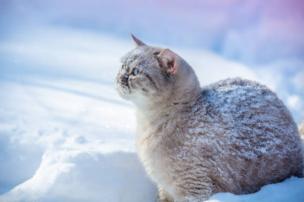istock Cat walking outdoors  in deep snow in winter 945488028