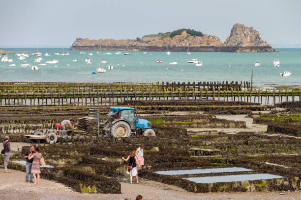 Tourists visit a farm for harvesting oysters on the beach at low tide in Cancale, France, on August 1, 2014