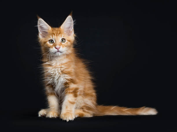 istock Cute red tabby Maine Coon kitten / cat sitting isolated on black background and looking at camera with long tail on the side 945497052