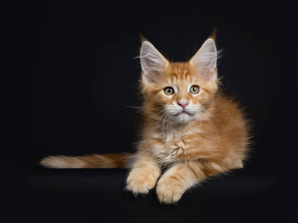 istock Cute red tabby Maine Coon kitten / cat laying down isolated on black background and looking beside camera 945497102