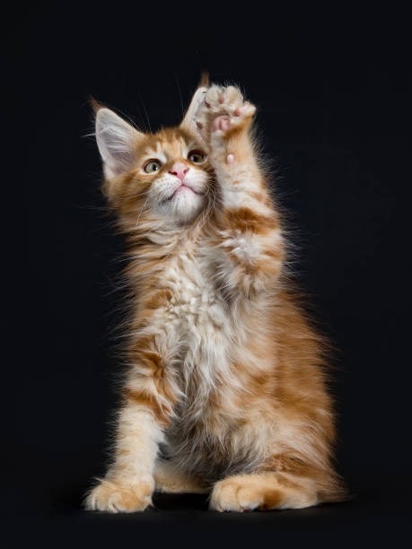 istock Cute red tabby Maine Coon kitten / cat sitting nd playing isolated on black background and looking at camera with paw high in the air 945498238