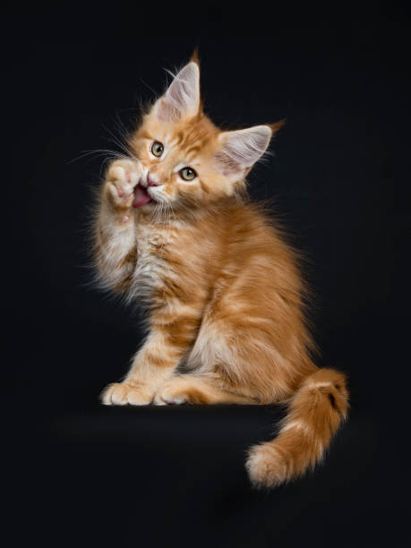Cute red tabby Maine Coon kitten / cat sitting side ways isolated on black background while licking paw and looking at camera