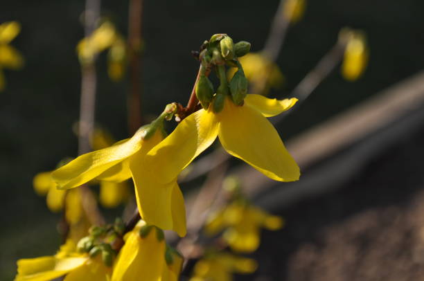 Macro laburnum Yellow macro laburnum in spring bright yellow laburnum flowers in garden golden chain tree image stock pictures, royalty-free photos & images