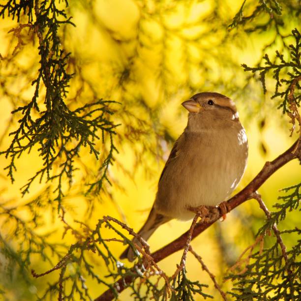 istock Sparrow sitting on a branch on a beautiful background 945501678