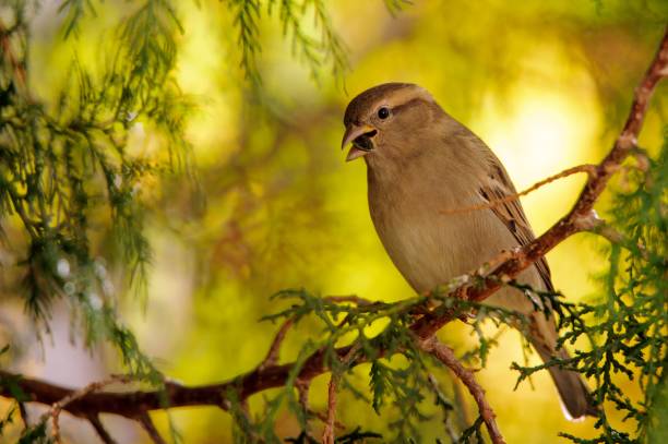istock Sparrow sitting on a branch on a beautiful background 945501712