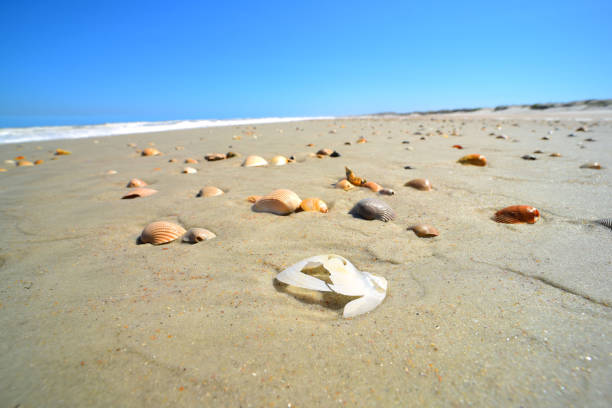 istock Ground level shot of low tide beach littered with upright bivalve shells with worn white shell in foreground 945507508