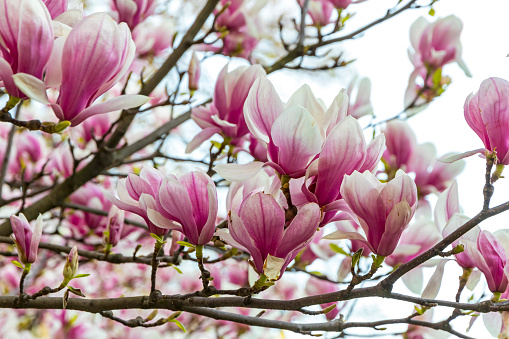 Pink magnolia flower in the garden. Natural soft floral background