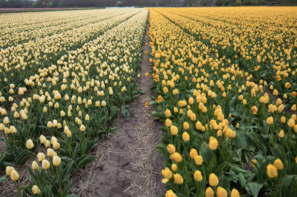 istock Tulip fields in the Bollenstreek, South Holland, Netherlands 945514170
