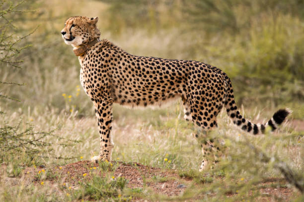 Cheeta Stock Photo - Download Image Now - Africa, Animal, Animal